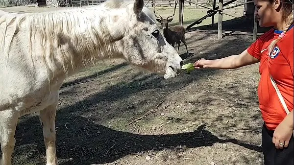 Grandi Ero eccitato di vedere le dimensioni del pene di un cavallo !!! Volevo che il mio ragazzo si concentrasse così !!! Paty Butt, El Toro De Oroi miei video